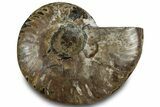 Cut & Polished Ammonite Fossil (Half) - Crystal Pockets #323316-1